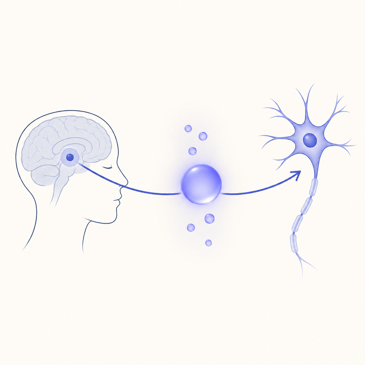 Calmer nervous system